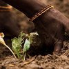 健康的土壤是全球粮食生产的关键，土壤可以提供一系列环境服务。