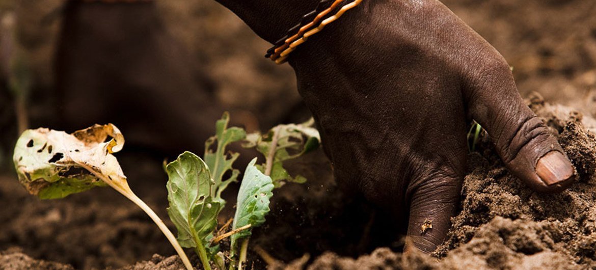 Los suelos sanos son necesarios para la producción de alimentos. Foto: FAO/Olivier Asselin