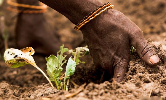 Gestão sustentável da terra, solo e água é decisiva para alimentar 10 bilhões
