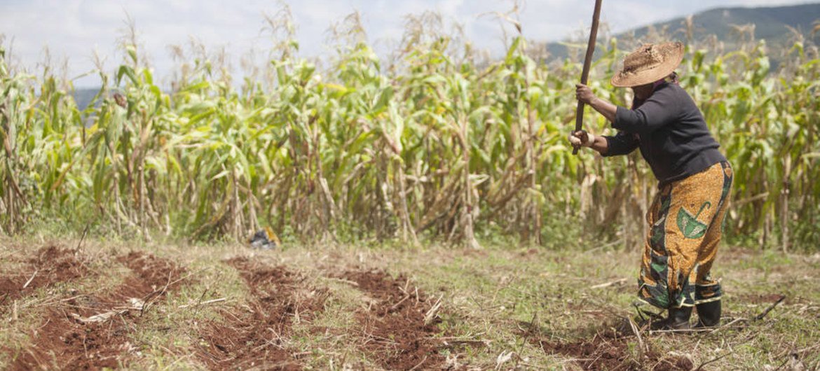 A farmer works in her cornfield in Swaziland. Southern Africa has had a strong maize harvest in 2014.
