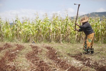 Un agricultor trabaja en plantaciones de maíz. Foto: FAO/Giulio Napolitano