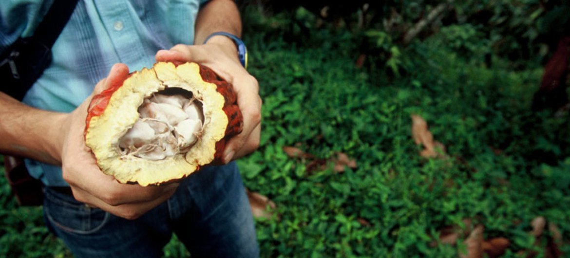 En Colombie, un conseiller agricole coupe un fruit pour exposer les graines de cacao, utilisées pour faire du chocolat. 