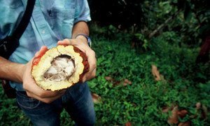 Agricultural advisor in Colombia splits open a fruit to expose cacao seeds, used to make chocolate.