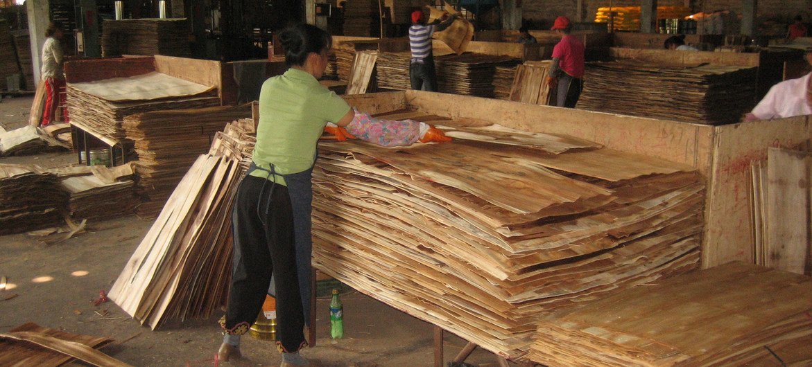 Manufacturing of plywood - one of the types of wood-based panels - in Hainan province, China.