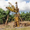 Plantas de banano afectadas por el hongo Fusarium R4T en Filipinas. Foto: FAO / Fazil Dusunceli