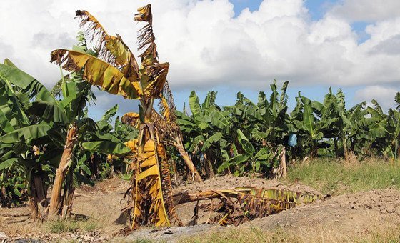 A banana plant affected by the deadly Fusarium wilt disease among a field of healthy plants in the Philippines. 