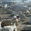 Du bétail à Rumbek, au Soudan du Sud. Photo FAO/Jose Cendon