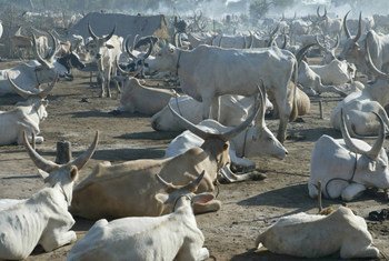Cattle rest at a temporary camp near Rumbek, South Sudan.