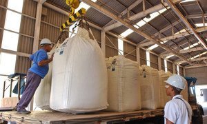 Des travailleurs chargent de la canne à sucre dans une distillerie d'éthanol au Brésil. 