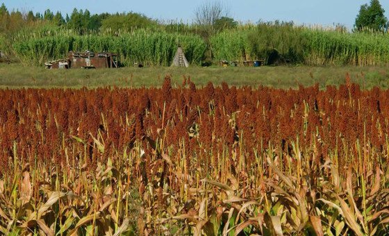 A crop of sorghum in Uruguay (file)
