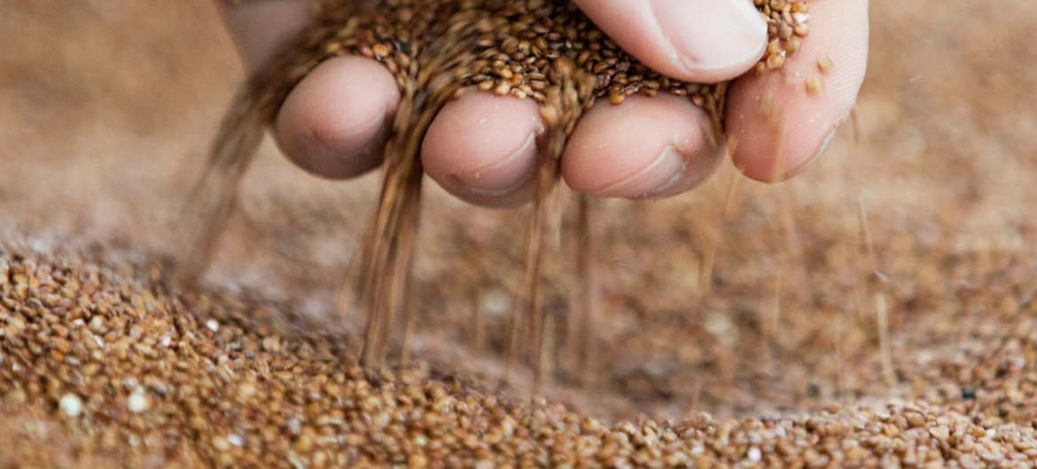 Quinoa - a highly nutritious crop from the Andes has become popular globally.