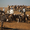 达尔富尔一个牲畜交易市场。达尔富尔混合行动/Albert González Farran