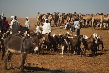 A market for livestock in the Golo area of Darfur.