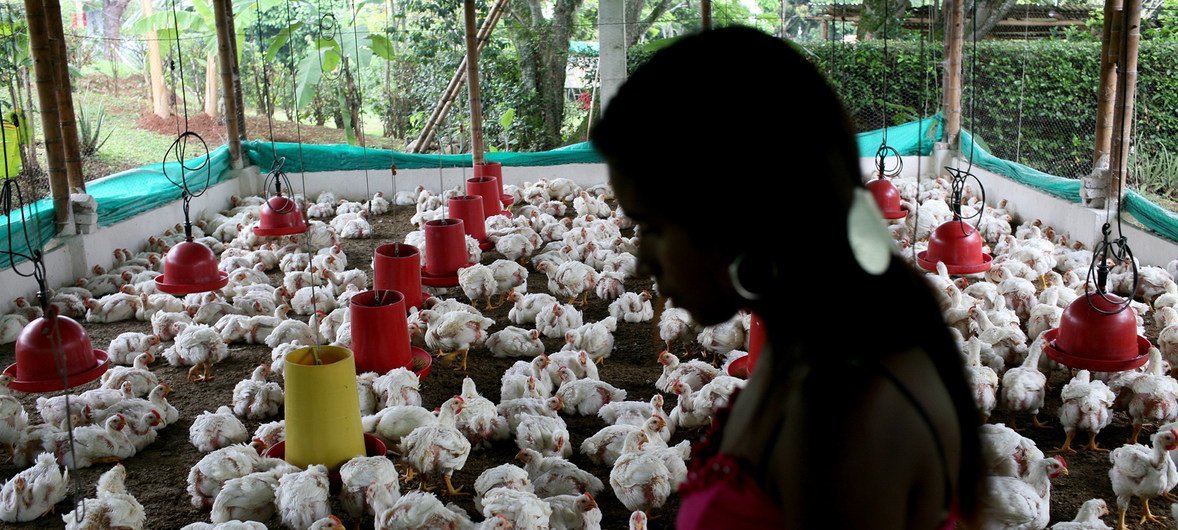 Une agricultrice avec ses poules dans sa ferme à San Nicolas, en Colombie.