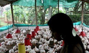A woman tends her chicken farm in San Nicolas, Colombia.