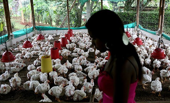 The ongoing global spread of “bird flu” infections to mammals including humans is a significant public health concern, WHO medics warn.