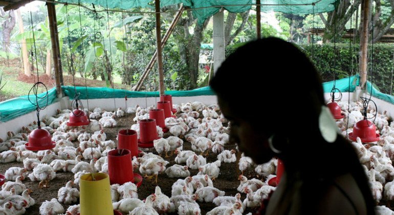 La propagation mondiale des infections de la « grippe aviaire » aux mammifères, y compris l'homme, est un problème de santé publique important,  selon l'OMS.