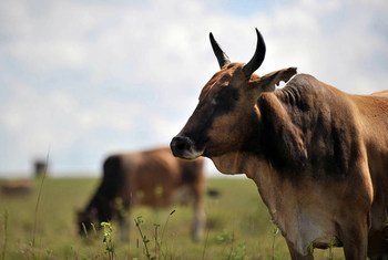 Brasil e Bolívia livres da febre aftosa
