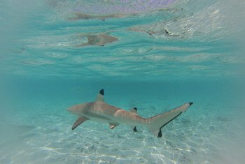 Requin citron à Bora Bora, en Polynésie française. Photo : Thomas Tanguy