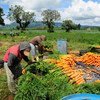 Agriculture workers collect carrots on a farm in Chimaltenango, Guatemala.