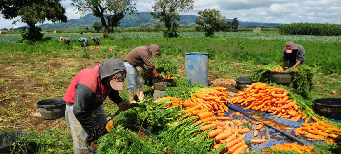 Agriculture workers collect carrots on a farm in Chimaltenango, Guatemala.