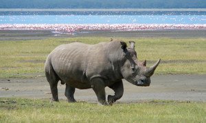 Un rhinocéros au lac Nakuru, au Kenya. Photo Ryan Harvey