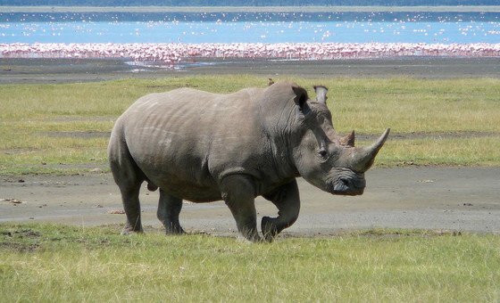 Os chifres dos rinocerontes, conhecidos por suas propriedades terapêuticas, são vendidos no mercado ilegal