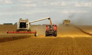 Combine harvesters work the fields in France. Europe enjoyed a bumper wheat crop in 2014.