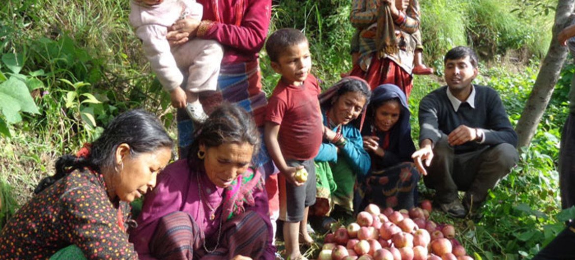 Women in Nepal learn how to grade apples for sale.