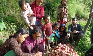 Women in Nepal learn how to grade apples for sale.