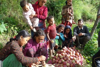 Des femmes au Népal préparent des pommes pour les vendre. Photo FIDA/Shiva Adhikari
