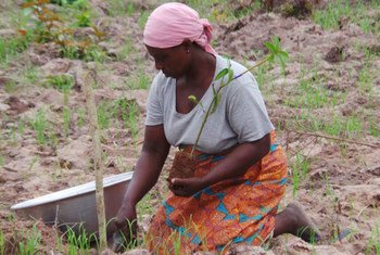 سيدة تزرع شجرة "شيا" في غانا لحماية ضفاف النهر، وللاستفادة منها اقتصاديا. زبدة الشيا تؤكل وتستخدم في مستحضرات التجميل.