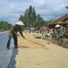 تجفيف الأرز على الطريق في فيتنام. المصدر: الفاو / جيه. إم. ميكاود