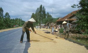 Farmers dry rice on the road to Hon Don in Vietnam.