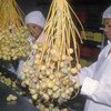 En Namibie, des employés d'une usine emballent des dattes commercialisées pour l'exportation