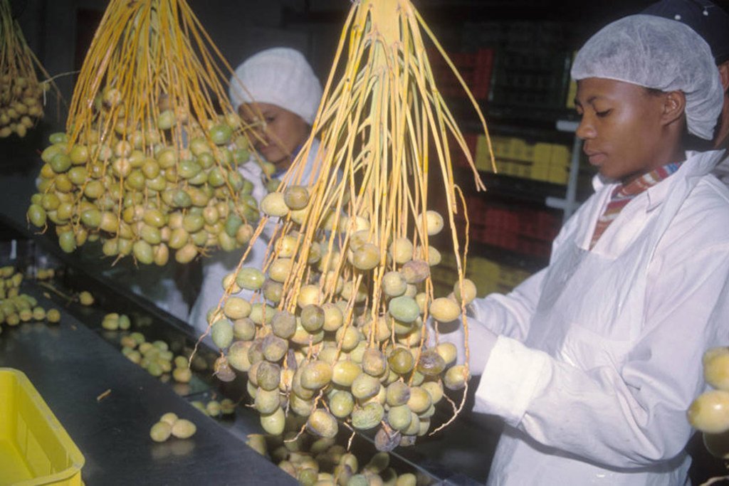 En Namibie, des employés d'une usine emballent des dattes commercialisées pour l'exportation