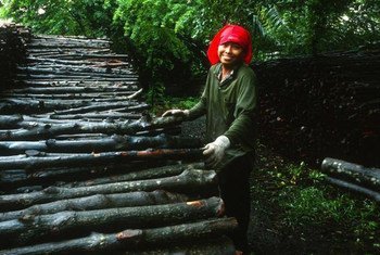 Une femme déchargeant des rondins de bois destinés à produire du charbon en Thaïlande. Photo FAO/J. Koelen
