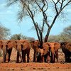 African elephant populations continue to face an immediate threat to their survival from high-levels of poaching for their ivory, especially in Central and West Africa where the situation appears to have deteriorated.