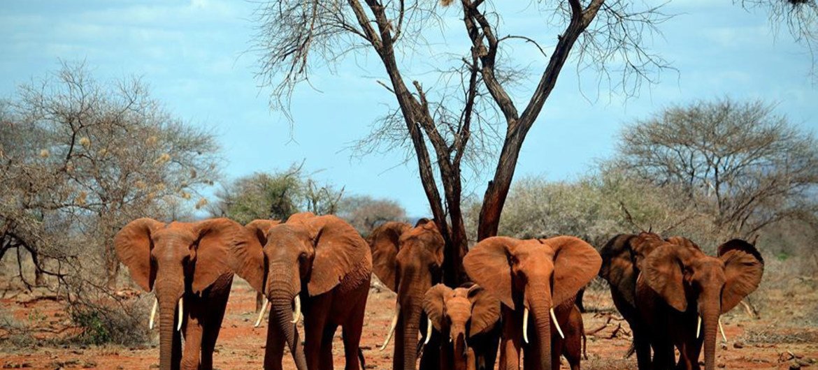 Cerca de 50% da população dos elefantes Africanos podem ser encontrados na Área de Conservação de Kavango-Zambezi