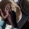 Un agriculteur participant à un projet de la FAO au Mali sur l'intensification durable de l'agriculture trie des haricots niébé. 