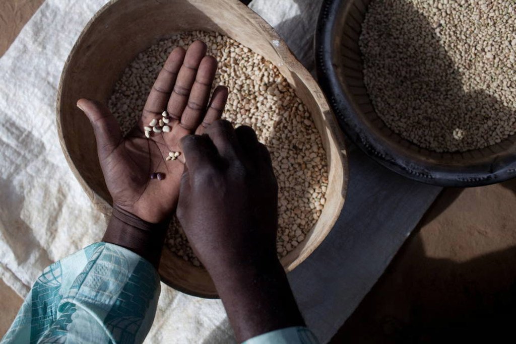 Un agriculteur participant à un projet de la FAO au Mali sur l'intensification durable de l'agriculture trie des haricots niébé. 