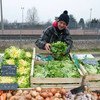 法国一个商贩正在出售各种蔬菜。所有蔬菜都符合世界卫生组织制定的标准。世界卫生组织图片/V. Martin