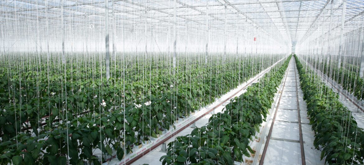يتم تحويل الطاقة الحرارية الأرضية إلى الكهرباء واستخدامها لتسخين البيت الزجاجي موكاي في نيوزيلندا حيث تنمو الطماطم والفلفل. المصدر: الأمم المتحدة / إيفان شنايدر