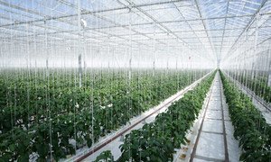 Geothermal energy is converted into electricity and used to heat the Gourmet Mokai glasshouse in New Zealand which grows tomatoes and peppers.