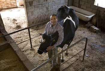 Un exploitant agricole avec une vache. Photo FAO