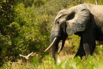 La caza furtiva de elefantes sigue siendo un problema grave, advierte CITES. Foto: Banco Mundial/Arne Hoel