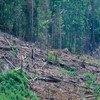 印尼一处被砍伐的森林。世界银行图片/Curt Carnemark