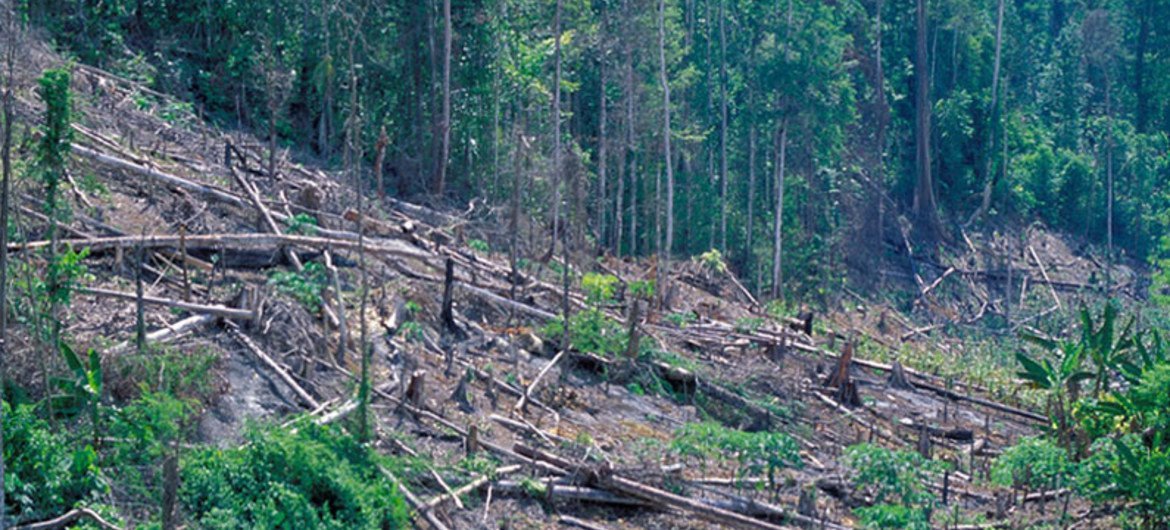 印尼一处被砍伐的森林。世界银行图片/Curt Carnemark