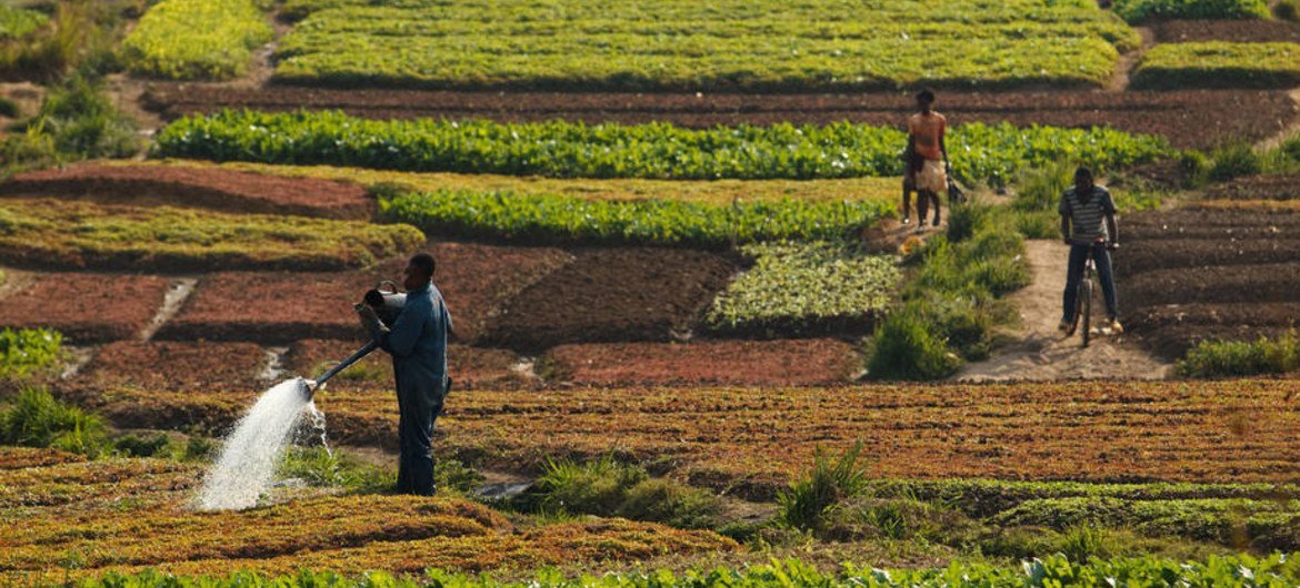 Les sols sains sont essentiels pour la sécurité alimentaire et jouent un rôle primordial dans le cycle du carbone. Photo : FAO / Olivier Asselin