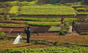Les sols sains sont essentiels pour la sécurité alimentaire et jouent un rôle primordial dans le cycle du carbone. Photo : FAO / Olivier Asselin
